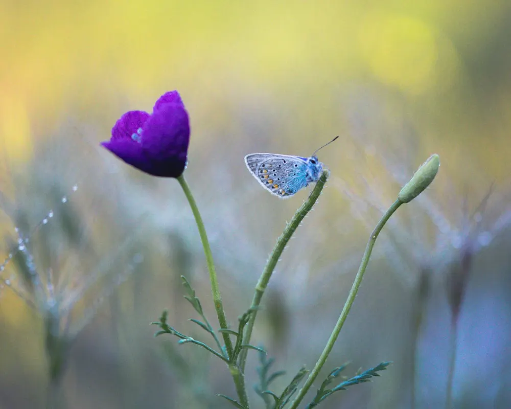 Violet flower growing in field