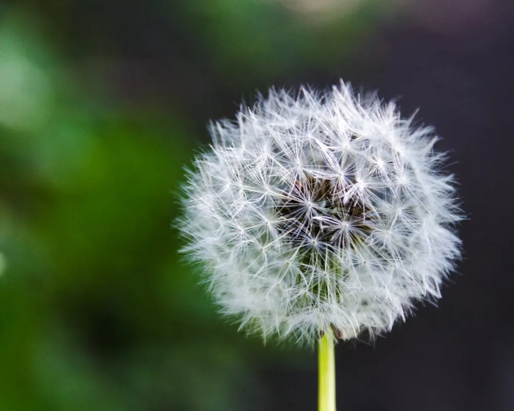daisy image