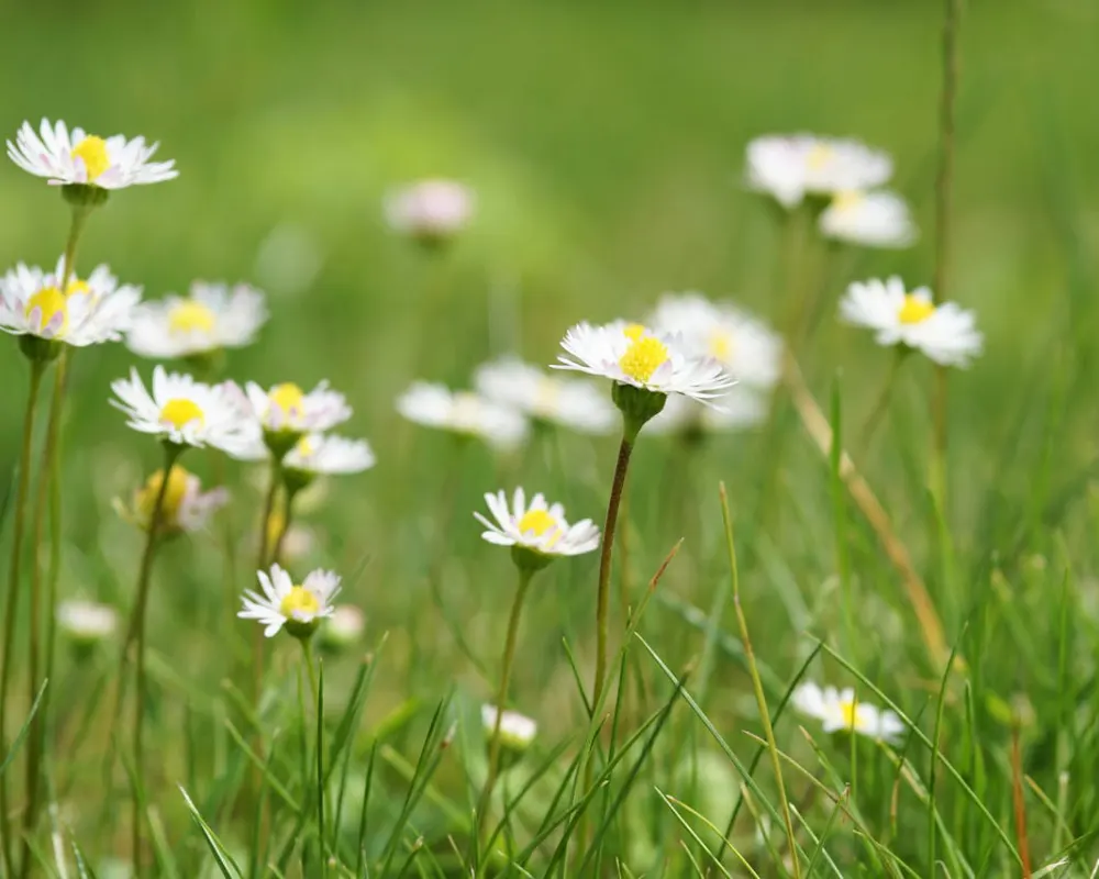 daisy in grass image