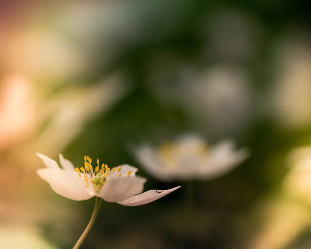 flower background blur image
