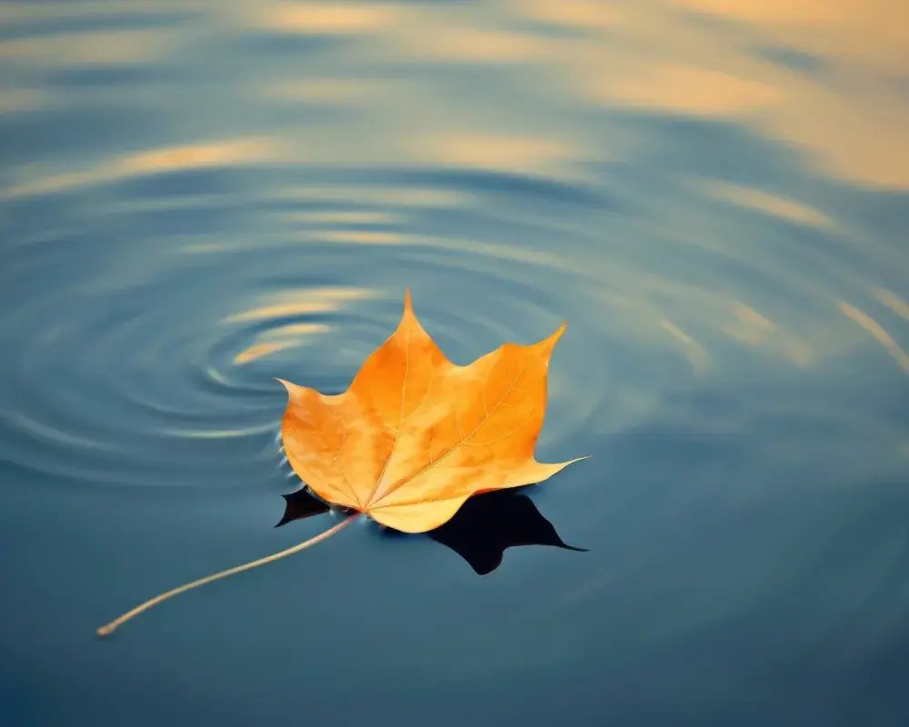 leaf-floating-in-water