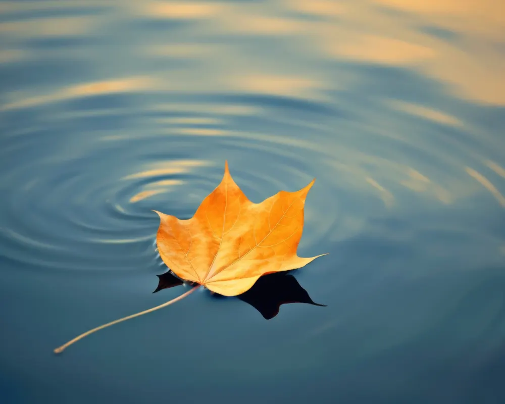 leaf floating in water