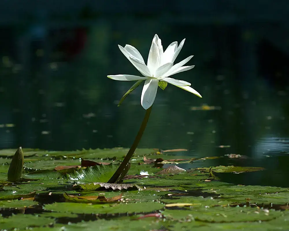 white-lotus-in-water